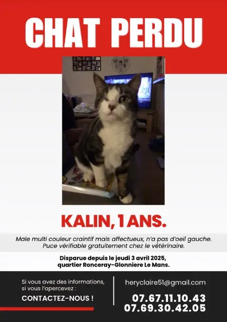 chat lost    Le Mans Kalin